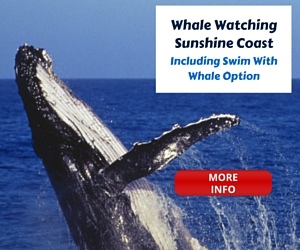 Sunshine Coast Whale Watching Options