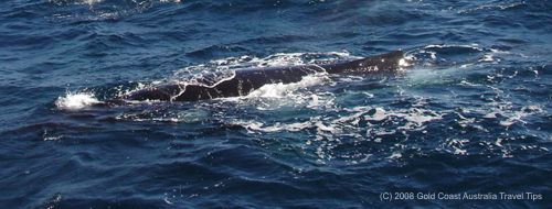 Humpback whale picture from side