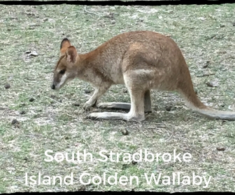 Golden Wallaby at South Stradbroke Island