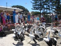 Pelican feeding at Charis Seafood, Labrador.