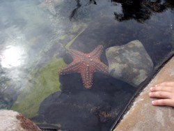 Sea Star at Sea World Touch Pools