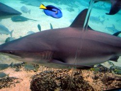 Shark Bay at Sea World